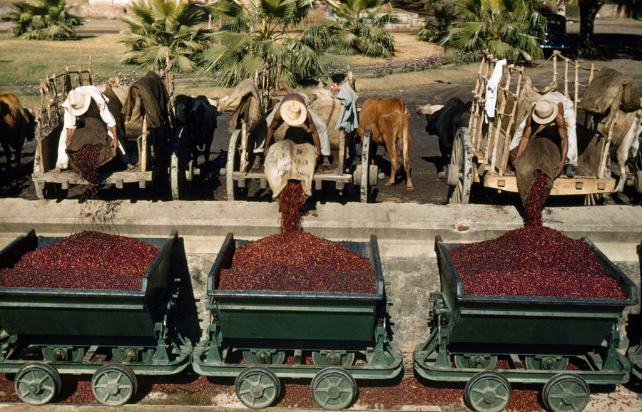 mycuppa February 2017 Newsletter