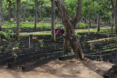 mycuppa January 2017 Newsletter