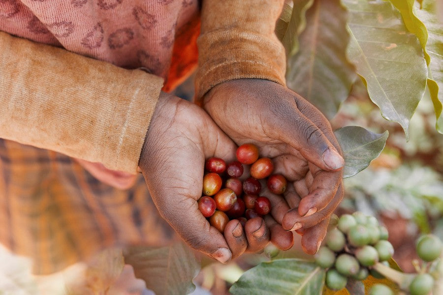 mycuppa June 2011 Newsletter