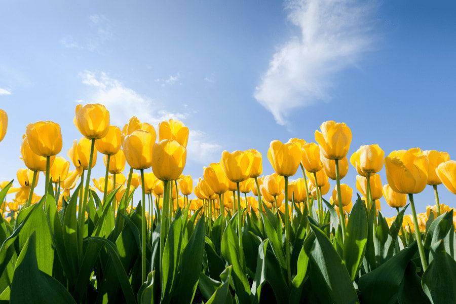 mycuppa November 2019 Newsletter