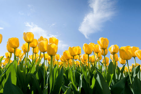 mycuppa November 2019 Newsletter