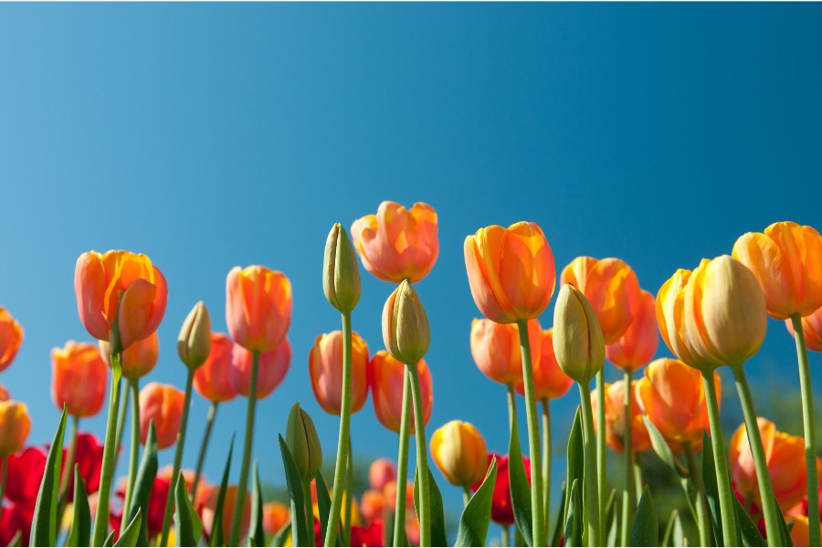 mycuppa September 2018 Newsletter