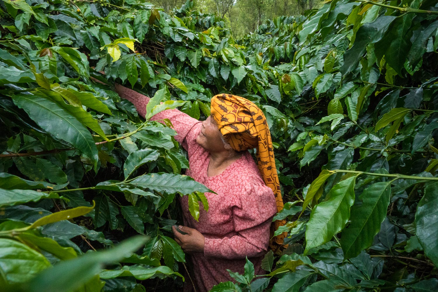 picking coffee beans
