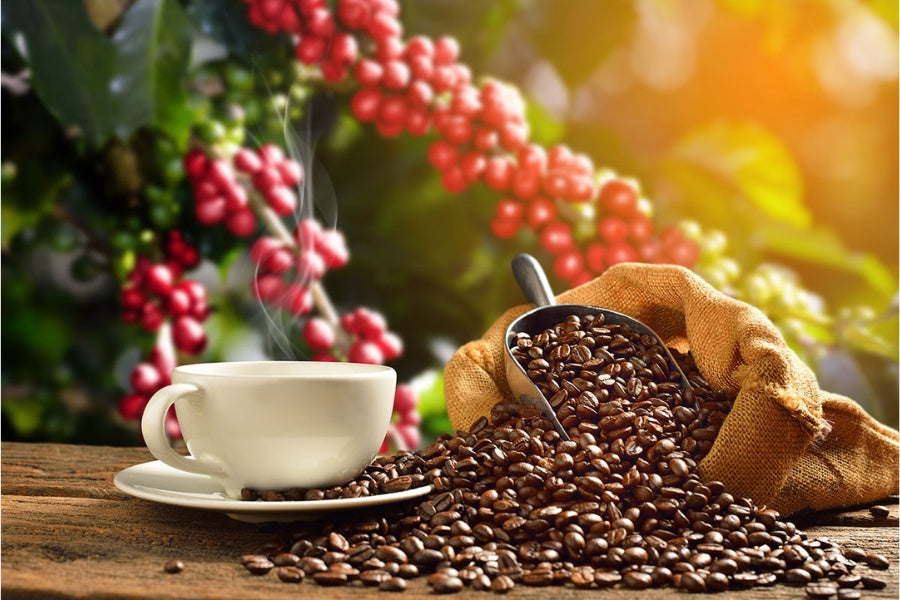 mycuppa August 2022 Newsletter