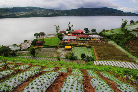 The exotic attraction of mycuppa Sumatran Coffees