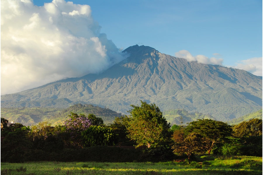 mycuppa offers Australia's best quality Tanzania coffees