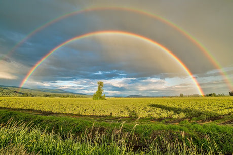 mycuppa June 2023 Newsletter